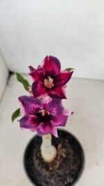 ENXERTO 12289 – 22cm (cor LM 989) - Imagem 4