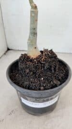 ENXERTO 12289 – 22cm (cor LM 989) - Imagem 6