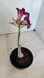 ENXERTO 12289 – 22cm (cor LM 989) - Imagem 5