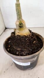 ENXERTO 12290 – 20cm (cor LM 914) - Imagem 6