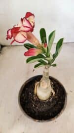 ENXERTO 12290 – 20cm (cor LM 914) - Imagem 4