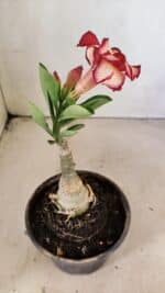 ENXERTO 12290 – 20cm (cor LM 914) - Imagem 5