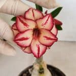 ENXERTO 12290 – 20cm (cor LM 914)