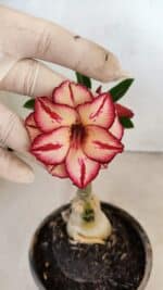 ENXERTO 12290 – 20cm (cor LM 914)