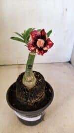 ENXERTO 12291 – 20cm (cor LM 827) - Imagem 2