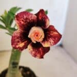 ENXERTO 12291 – 20cm (cor LM 827)