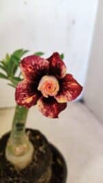 ENXERTO 12291 – 20cm (cor LM 827)