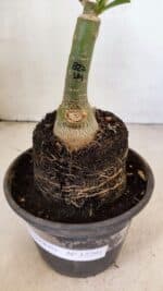 ENXERTO 12291 – 20cm (cor LM 827) - Imagem 6