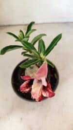 ENXERTO 12291 – 20cm (cor LM 827) - Imagem 4