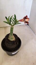 ENXERTO 12291 – 20cm (cor LM 827) - Imagem 5