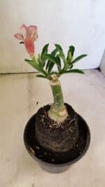 ENXERTO 12291 – 20cm (cor LM 827) - Imagem 7