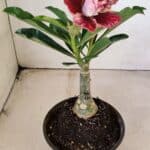 ENXERTO 12292 – 20cm (cor LM 990)