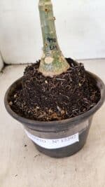 ENXERTO 12292 – 20cm (cor LM 990) - Imagem 5