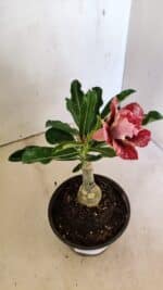 ENXERTO 12292 – 20cm (cor LM 990) - Imagem 3