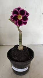 ENXERTO 12293 – 20cm (cor LM 1010) - Imagem 2