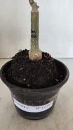 ENXERTO 12293 – 20cm (cor LM 1010) - Imagem 7