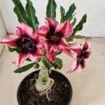 ENXERTO 12293 – 20cm (cor LM 424)