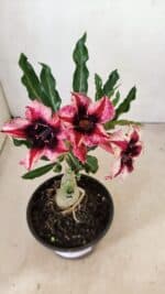 ENXERTO 12293 – 20cm (cor LM 424)