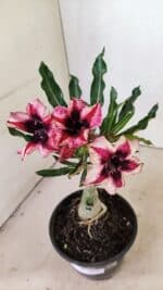 ENXERTO 12293 – 20cm (cor LM 424) - Imagem 4