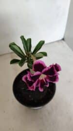 ENXERTO 12293 – 20cm (cor LM 1010) - Imagem 4