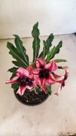 ENXERTO 12293 – 20cm (cor LM 424) - Imagem 5