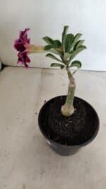 ENXERTO 12293 – 20cm (cor LM 1010) - Imagem 5