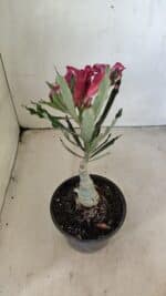 ENXERTO 12293 – 20cm (cor LM 424) - Imagem 6