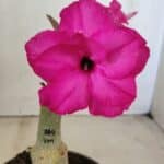 ENXERTO 12294 – 20cm (cor LM 384)