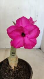 ENXERTO 12294 – 20cm (cor LM 384)