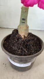 ENXERTO 12294 – 20cm (cor LM 384) - Imagem 6