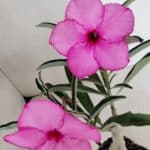 ENXERTO 12294 – 25cm (cor LM 512)