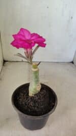 ENXERTO 12294 – 20cm (cor LM 384) - Imagem 4