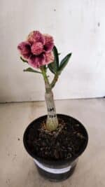 ENXERTO 12295 – 20cm (cor LM 976) - Imagem 2