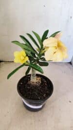 ENXERTO 12295 – 20cm (cor LM 436) - Imagem 2