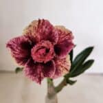 ENXERTO 12295 – 20cm (cor LM 976)