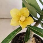 ENXERTO 12295 – 20cm (cor LM 436)