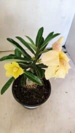 ENXERTO 12295 – 20cm (cor LM 436) - Imagem 4