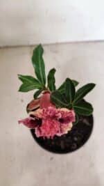 ENXERTO 12295 – 20cm (cor LM 976) - Imagem 4