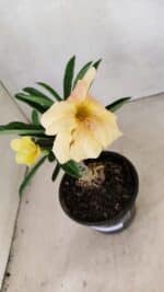 ENXERTO 12295 – 20cm (cor LM 436) - Imagem 7