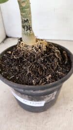 ENXERTO 12295 – 20cm (cor LM 436) - Imagem 6