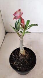 ENXERTO 12295 – 20cm (cor LM 976) - Imagem 5