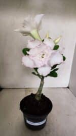 ENXERTO 12296 – 22cm (cor LM 615) - Imagem 2