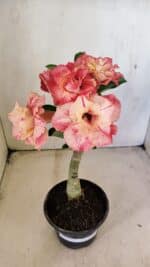 ENXERTO 12296 – 25cm (cor LM 582) - Imagem 2