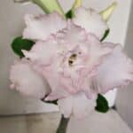 ENXERTO 12296 – 22cm (cor LM 615)