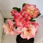 ENXERTO 12296 – 25cm (cor LM 582)