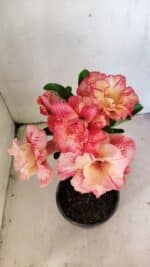 ENXERTO 12296 – 25cm (cor LM 582)