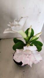 ENXERTO 12296 – 22cm (cor LM 615) - Imagem 9