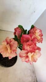 ENXERTO 12296 – 25cm (cor LM 582) - Imagem 5