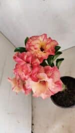 ENXERTO 12296 – 25cm (cor LM 582) - Imagem 6