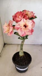 ENXERTO 12296 – 25cm (cor LM 582) - Imagem 9